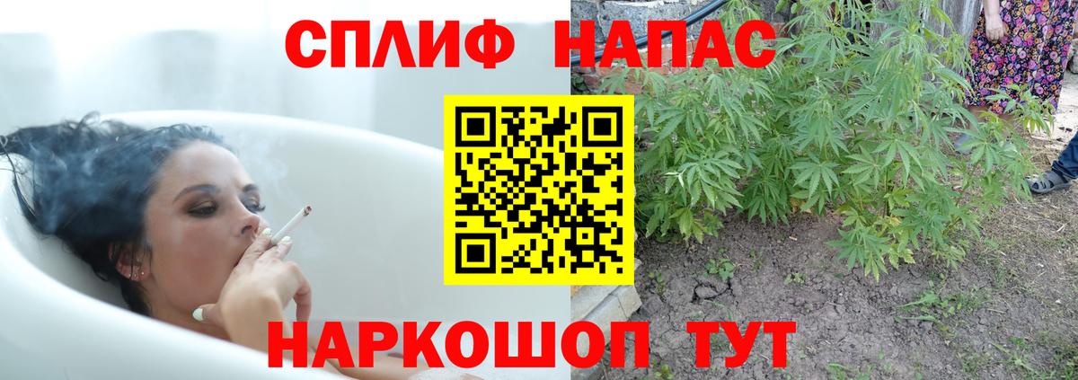 Каннабис сатива Черногорск